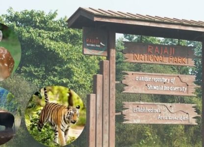 Rajaji National Park – A Wilderness Escape into Nature’s Heart